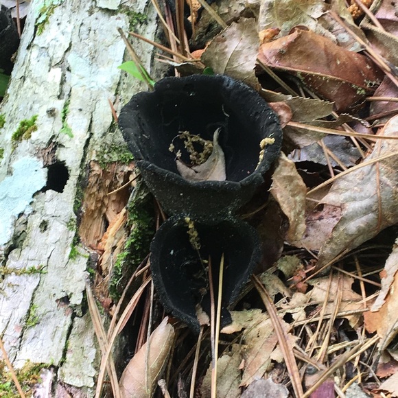 Meet your Posher, Leneatra - Picture 4 of 16